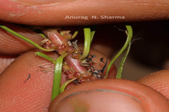 Myriophyllum oliganthum